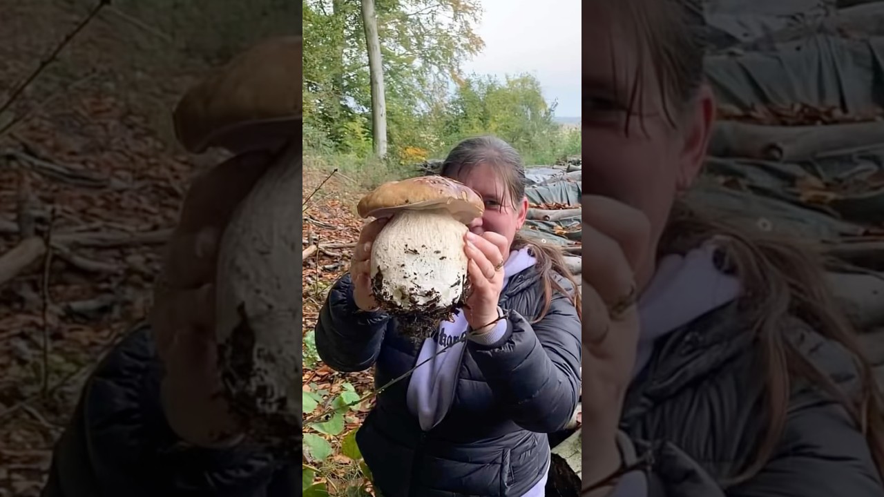 Funghi XXL boletus #boletus #porcini @nicolo.oppicelli @boletusman