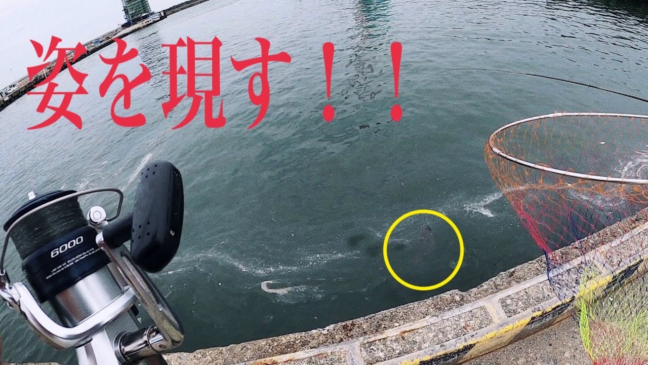 【泳がせ堤防釣り】６月中旬、大洗港でコノシロを泳がせてたら、急遽６５センチの大型ヒラメが襲いかかり、竿を持って行かれそうになった。