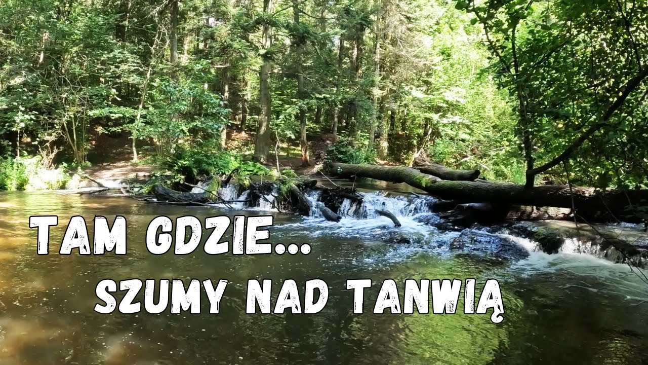 Tam Gdzie... Szumy nad Tanwią - Susiec