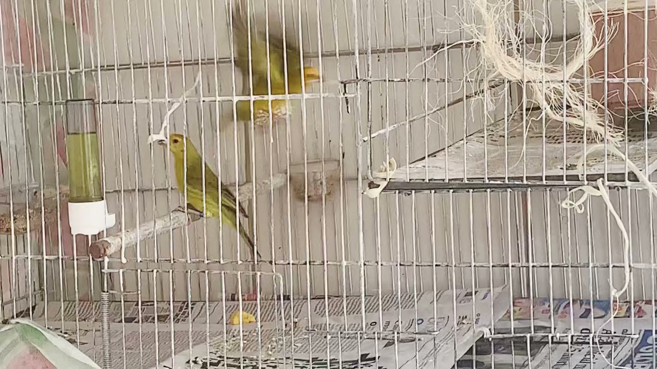 iniciando a Temporada de Reprodução de canário da Terra !