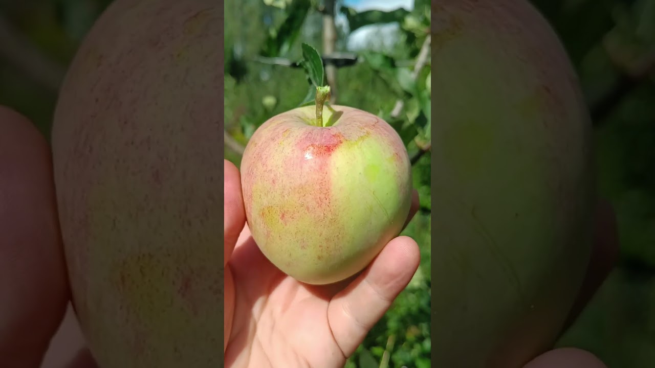 🍎СОРТ ЯБЛОНИ ПИРОС🌳 #сад #яблоня #сорт