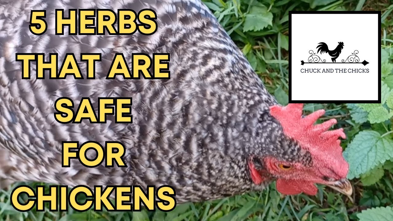 5 Herbs That Are Safe For Chickens