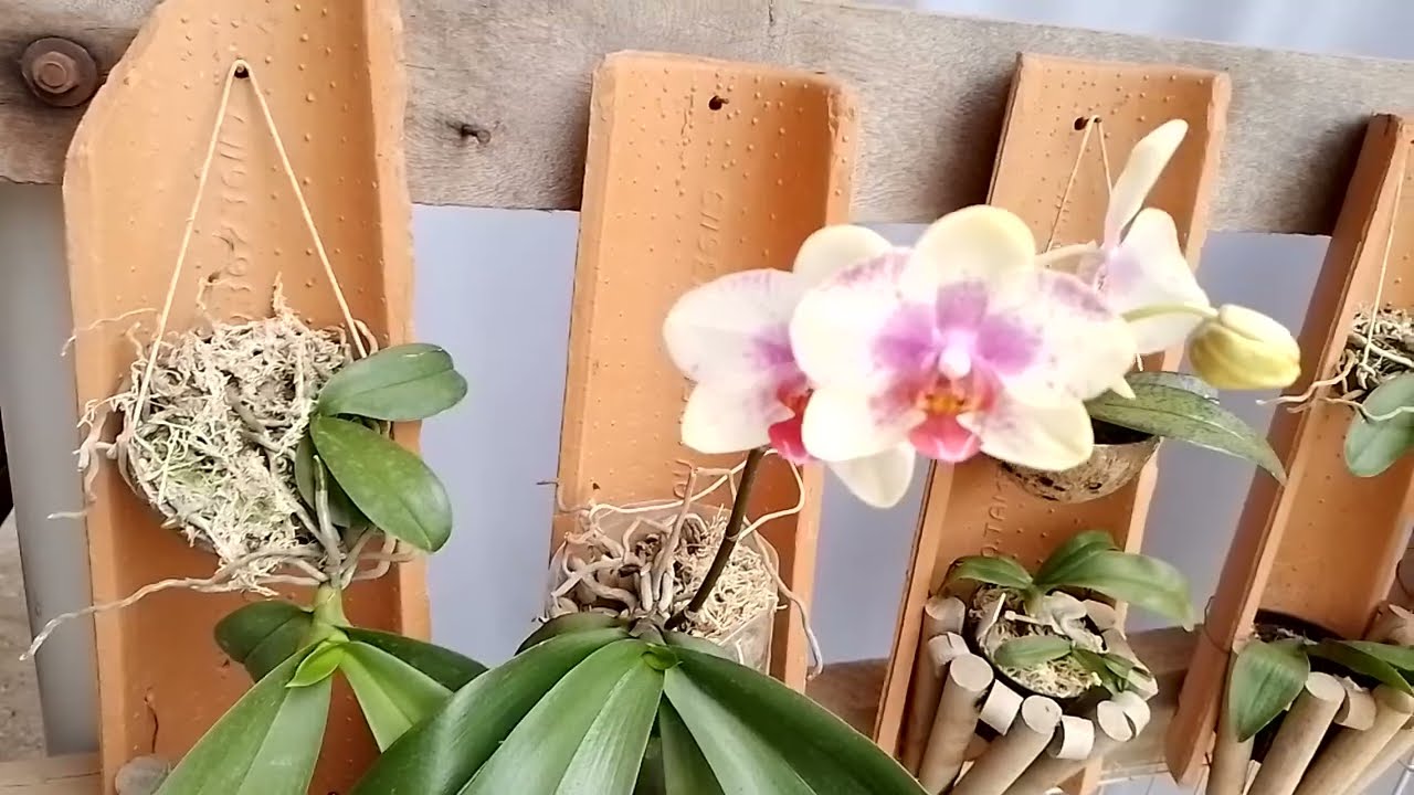 Phalaenopsis em vaso de barro na semi hidroponia #vasodebarro #semihidroponia
