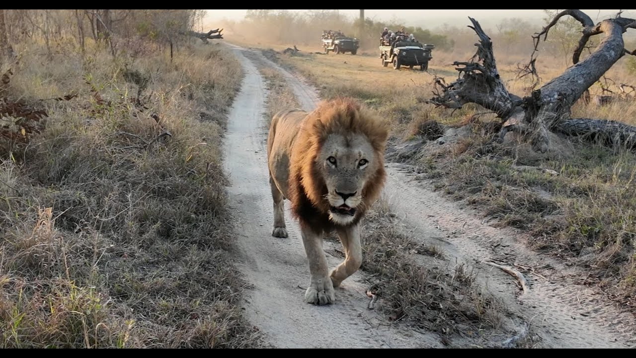 Leopards and Big Lions everywhere! Africa 2024 Ep 3 - Elephant Plains Game Lodge