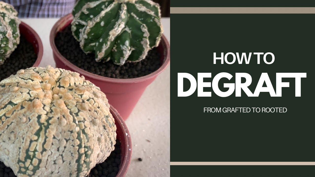 [ENG SUB] How To De-graft Cactus | DIY | Plant with Me