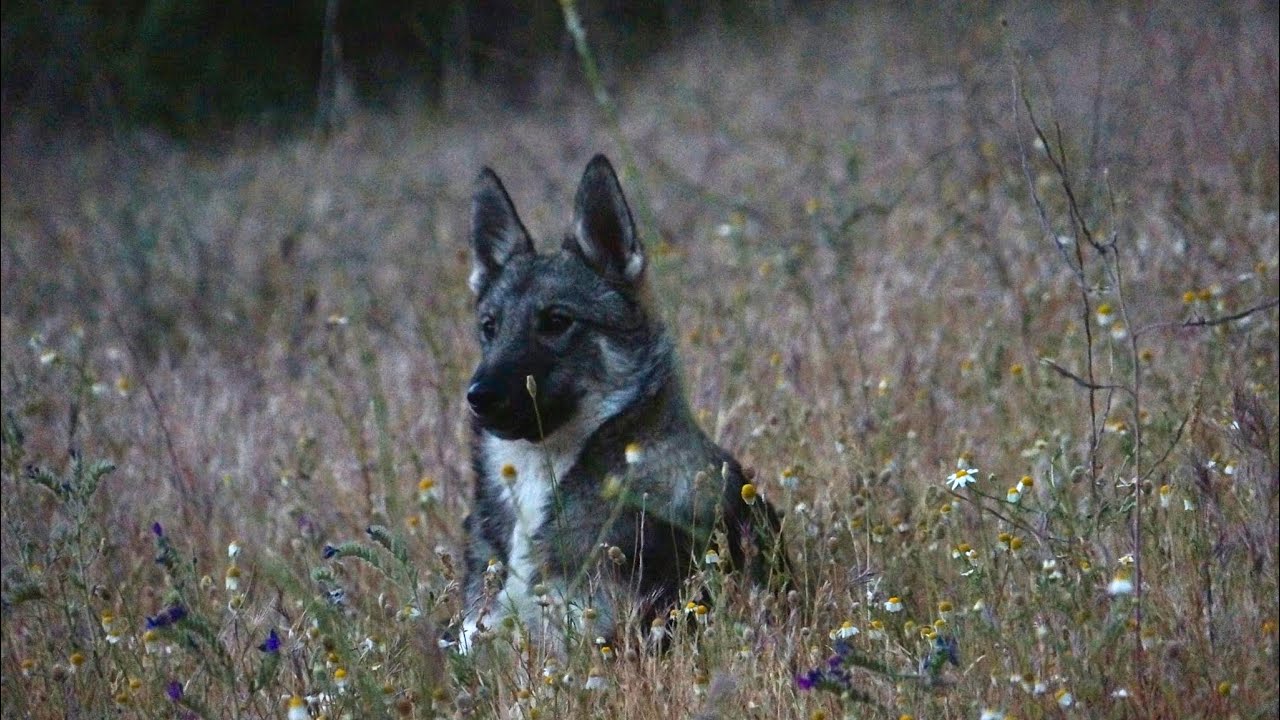 Laika es un perro de Taiga .