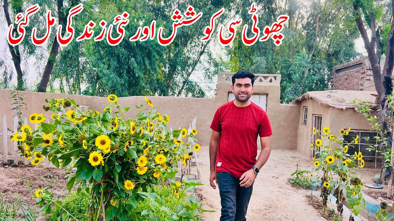 Ek Choti se koshash or Nai Zindagi mel gai | Village life in Pakistan