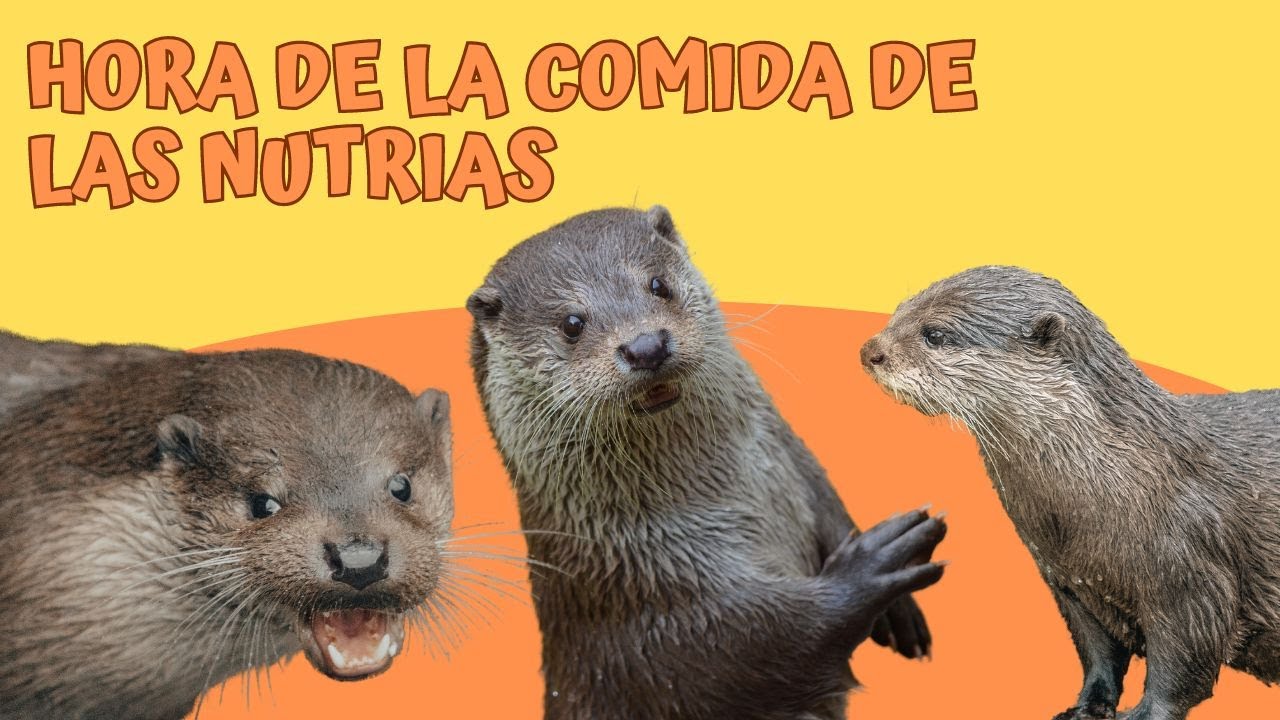Viviendo en un Zoo: Hora de la comida de las nutrias | Zoo de Santillana