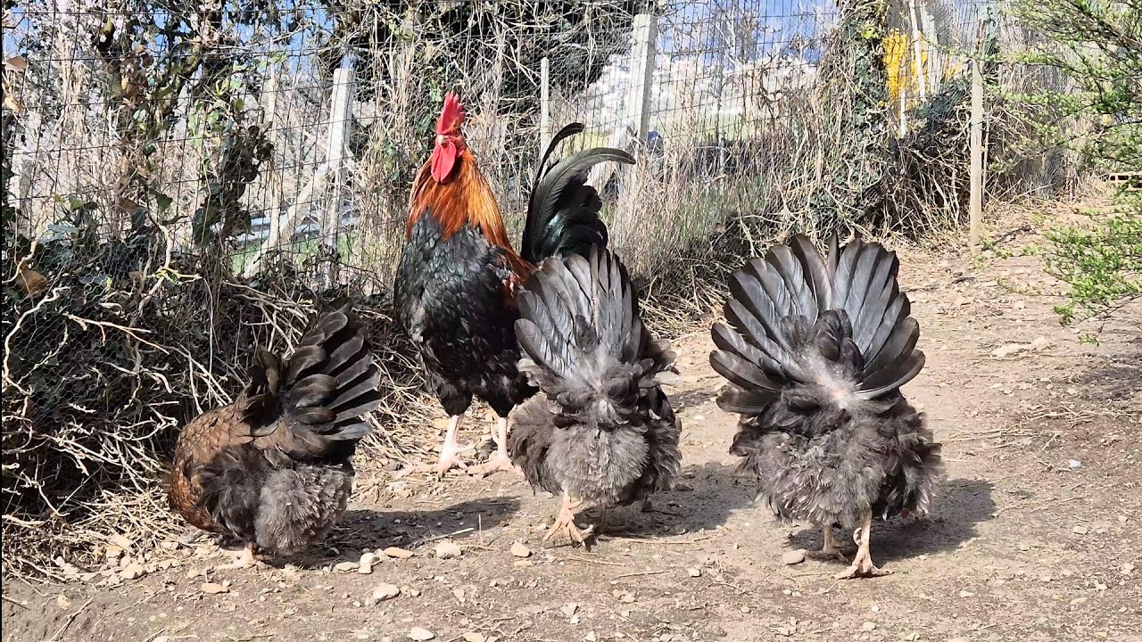 Dorking Chicken 1 year old