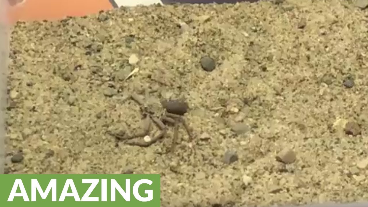 Sand spider displays amazing camouflage technique