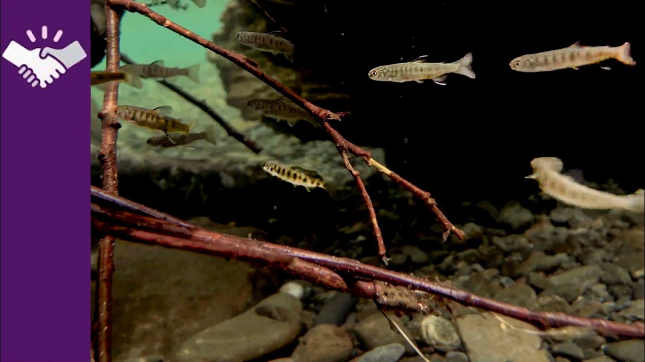 Olympic Peninsula: Restoring Rainforest Rivers
