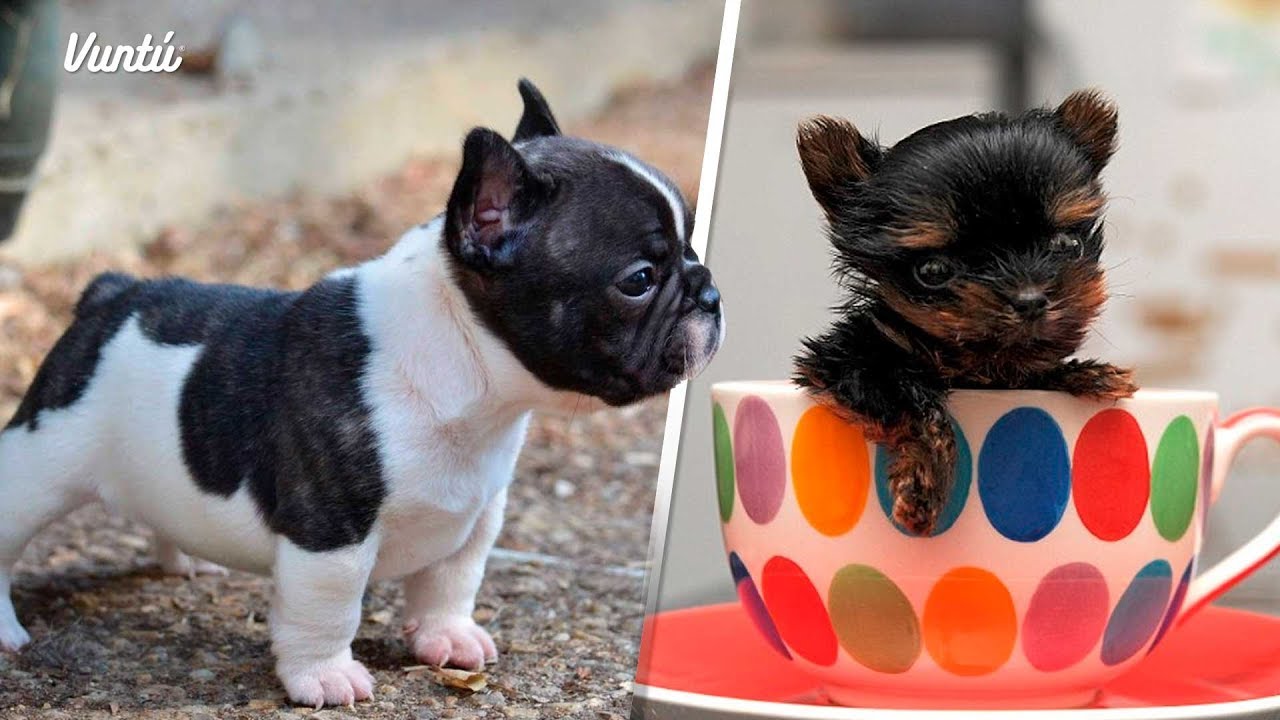 Los 6 perros más pequeños del mundo