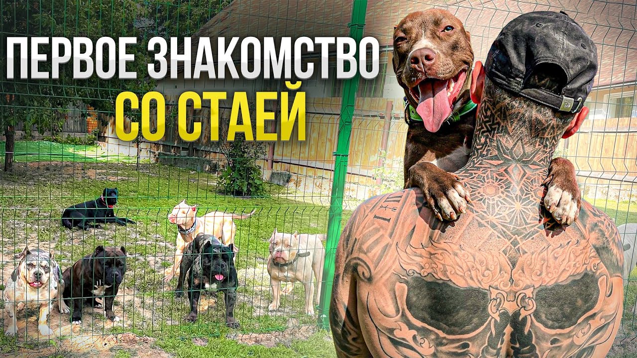 ВОСЕМЬ собак ПЛЮС один ПИТБУЛЬ