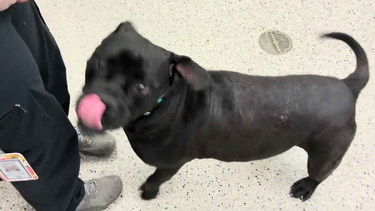 Meet Brutus!