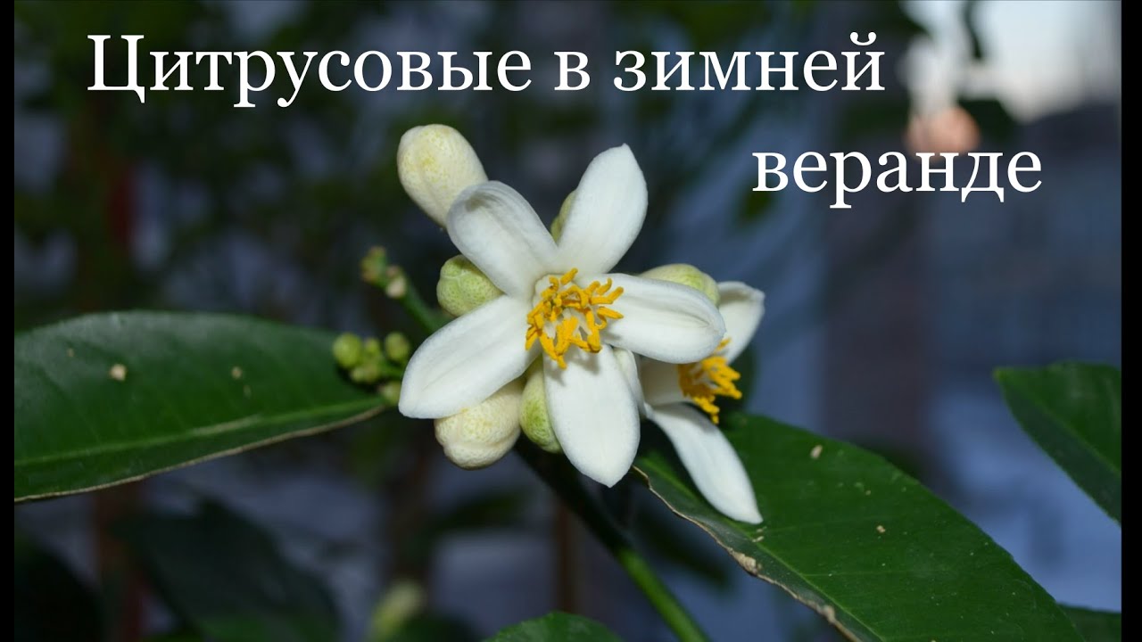 Цитрусовые в зимней веранде. В январе-феврале/ Цитрусовый Рай МариАны