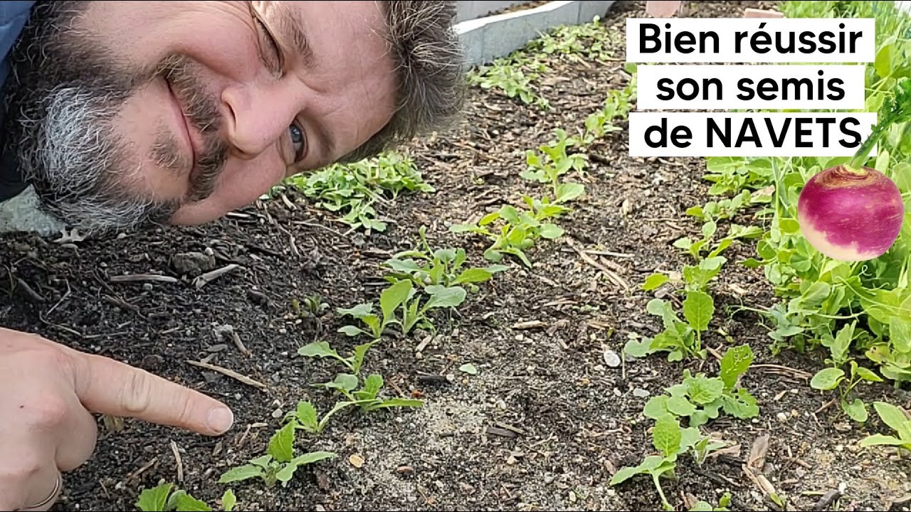 Comment réussir son semis de NAVETS  (puis l'éclaircissage)『TUTO』