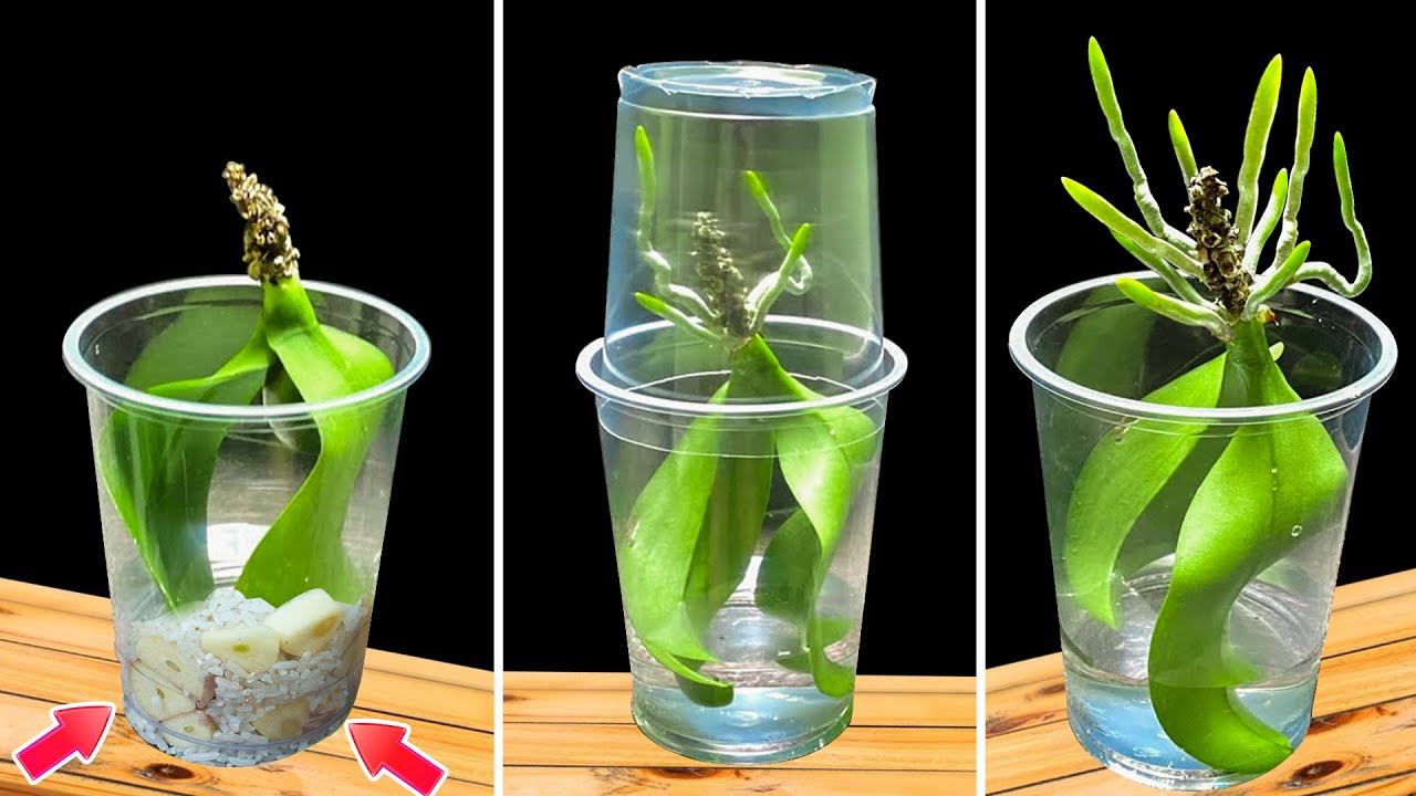 Soak orchid leaves in this mixture! The dying orchid suddenly sprouted and bloomed miraculously