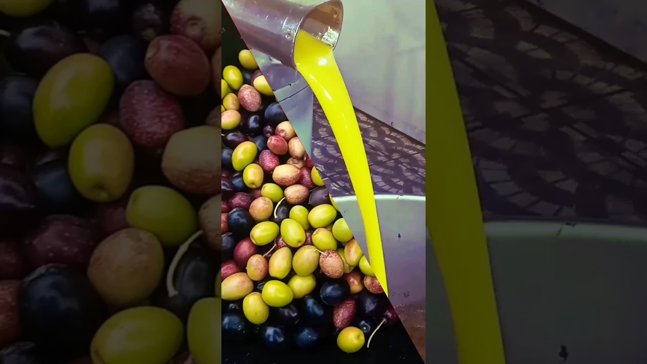 من الشجرة الى المعصرة هكذا تبدأ رحلة زيت الزيتون 🫒 From tree to mill: the journey of olive oil
