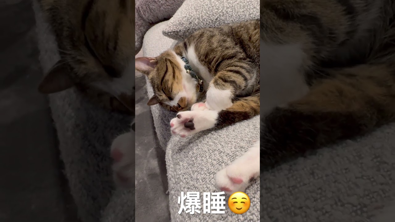 爆睡 #猫 #cat #猫のいる暮らし #catshorts #shorts