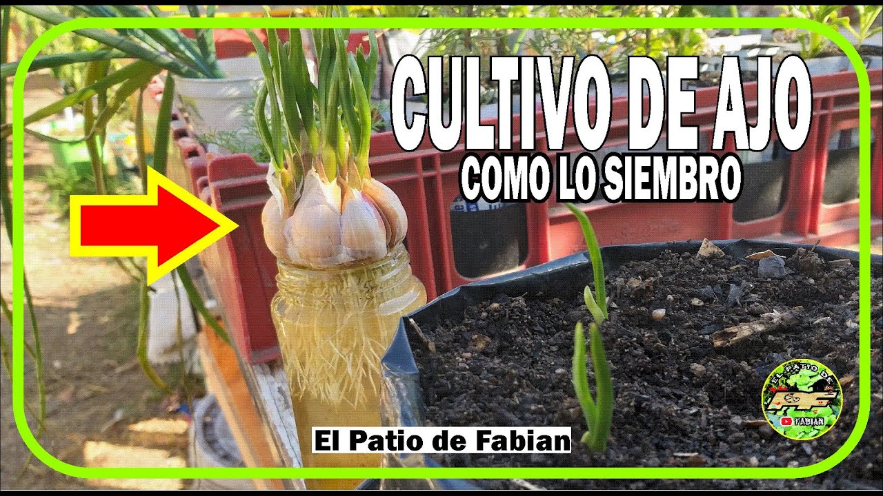 Cómo Sembrar Ajo Cultivo