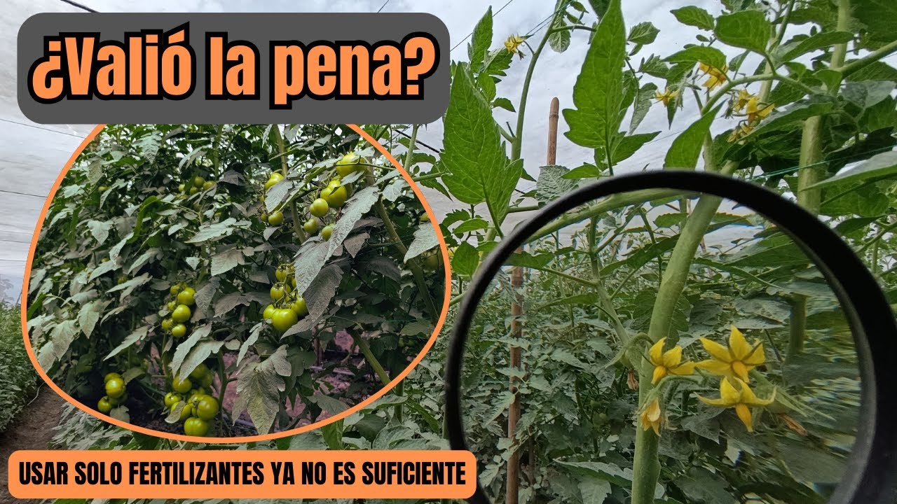 La VERDAD acerca del cultivo de tomates a partir de semillas (esto me llevó 14 años)