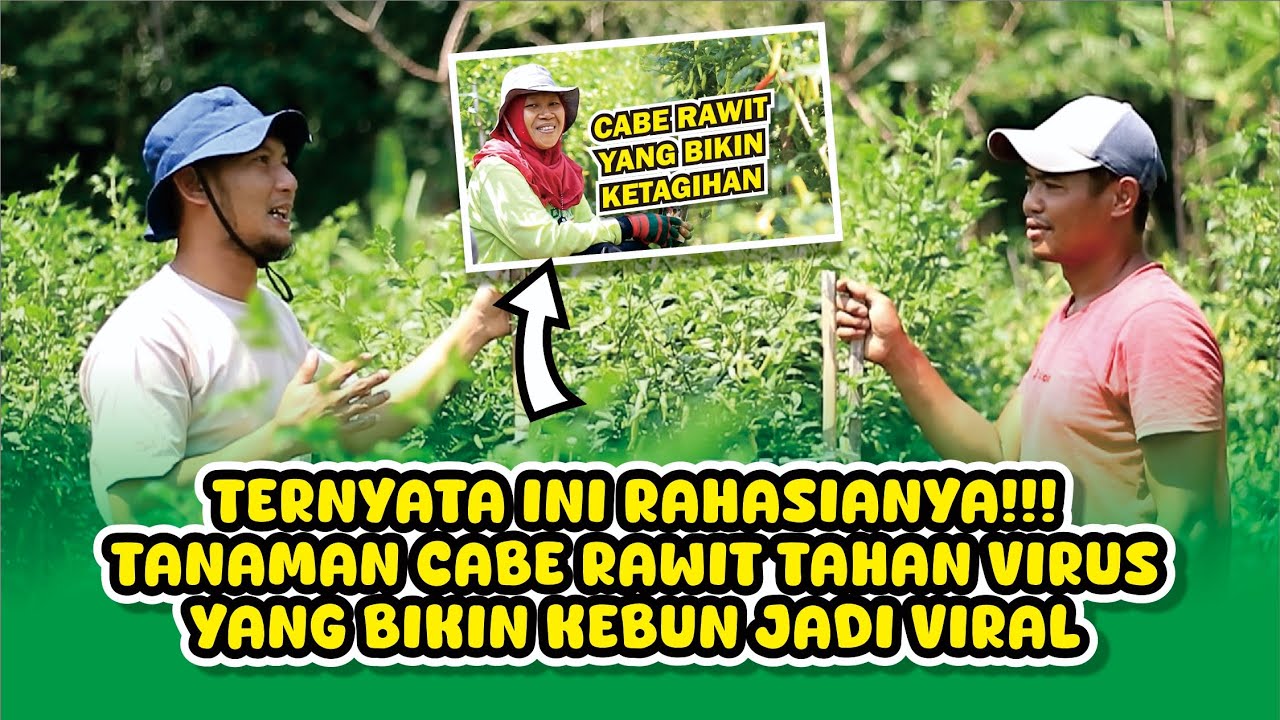 rahasia menanam cabe rawit!, sudah tahan virus dan bikin kebun anda jadi viral!