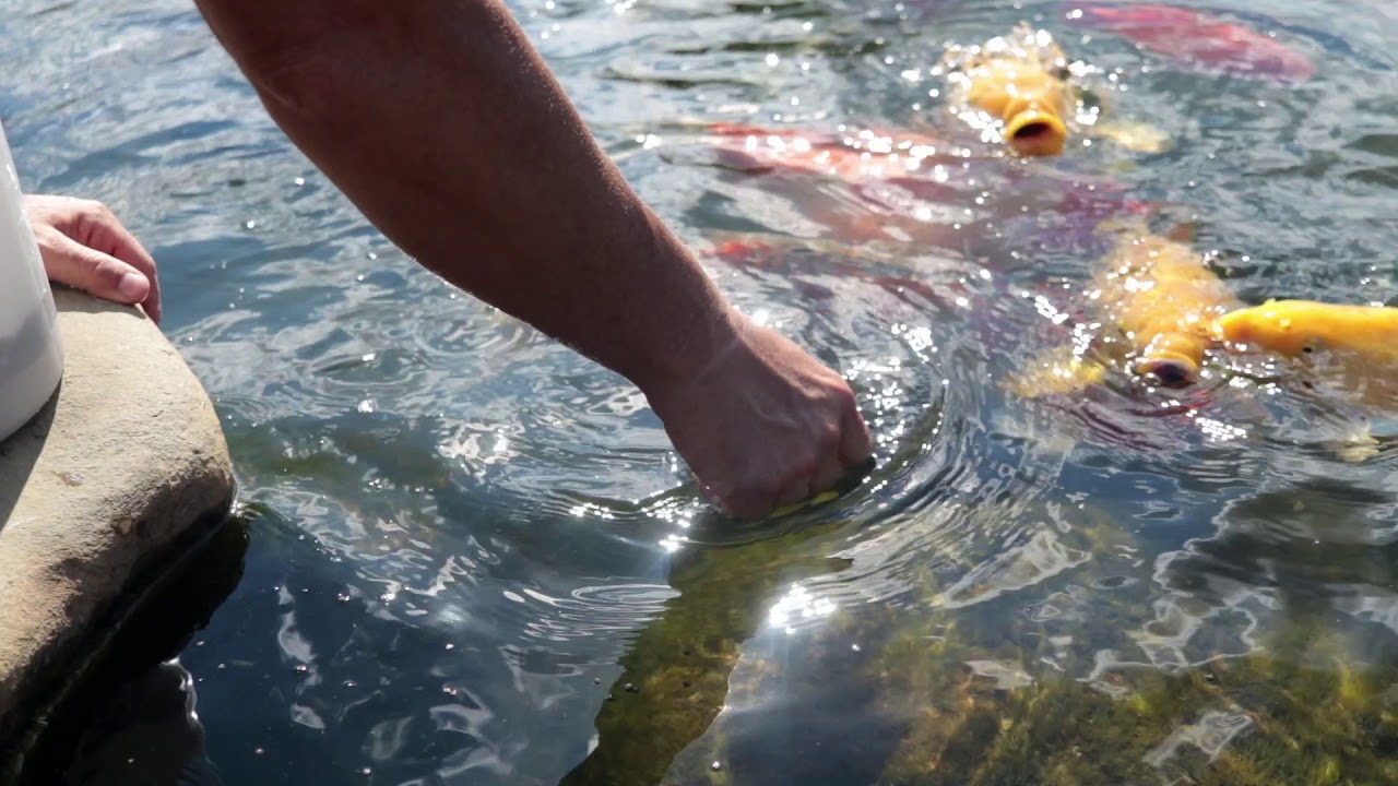 Greenvet al Luca Ceredi Koi Farm