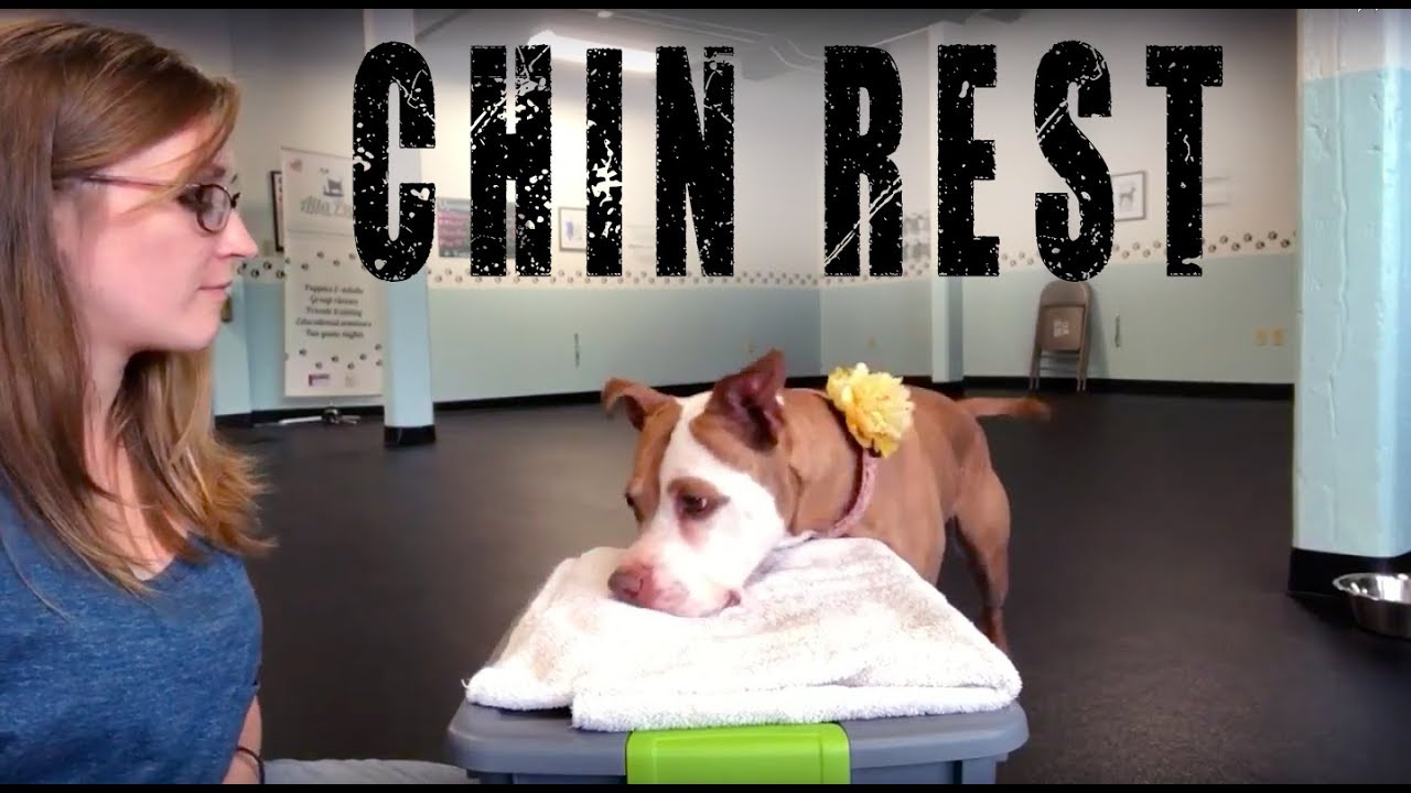 Training a CHIN REST for the vet- Training Tip Tuesday