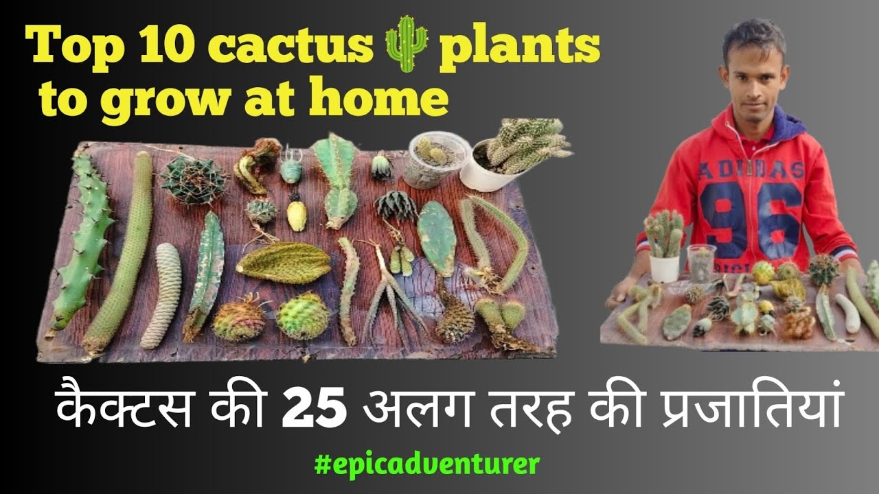 || कैक्टस की सबसे अच्छी प्रजातियां || #epicadventurer #cactus  