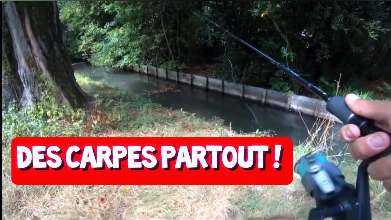 Ce MINI-CANAL est REMPLI de POISSONS ! Pêche au Pain !