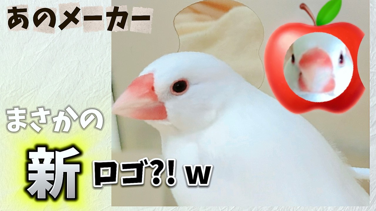 文鳥 新しいため興味津々