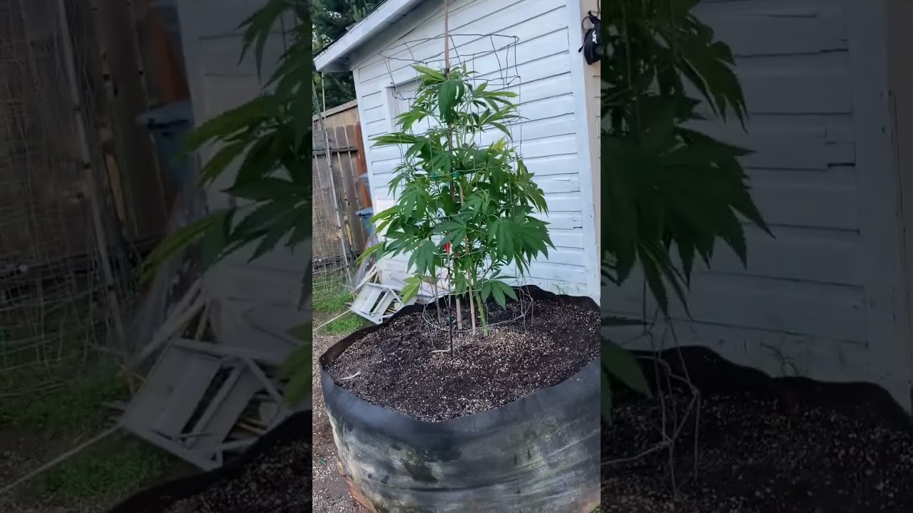GROW MARIJUANA PLANTS IN 300 GALLON SMART POTS IN BACKYARD