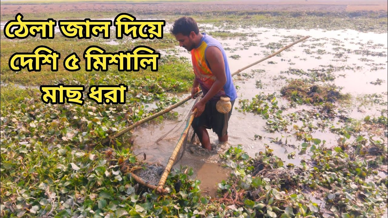 ঠেলা জাল দিয়ে দেশি ৫ মিশালি মাছ ধরা | Traditional Fishing with Thela Jal | Village Fishing Video
