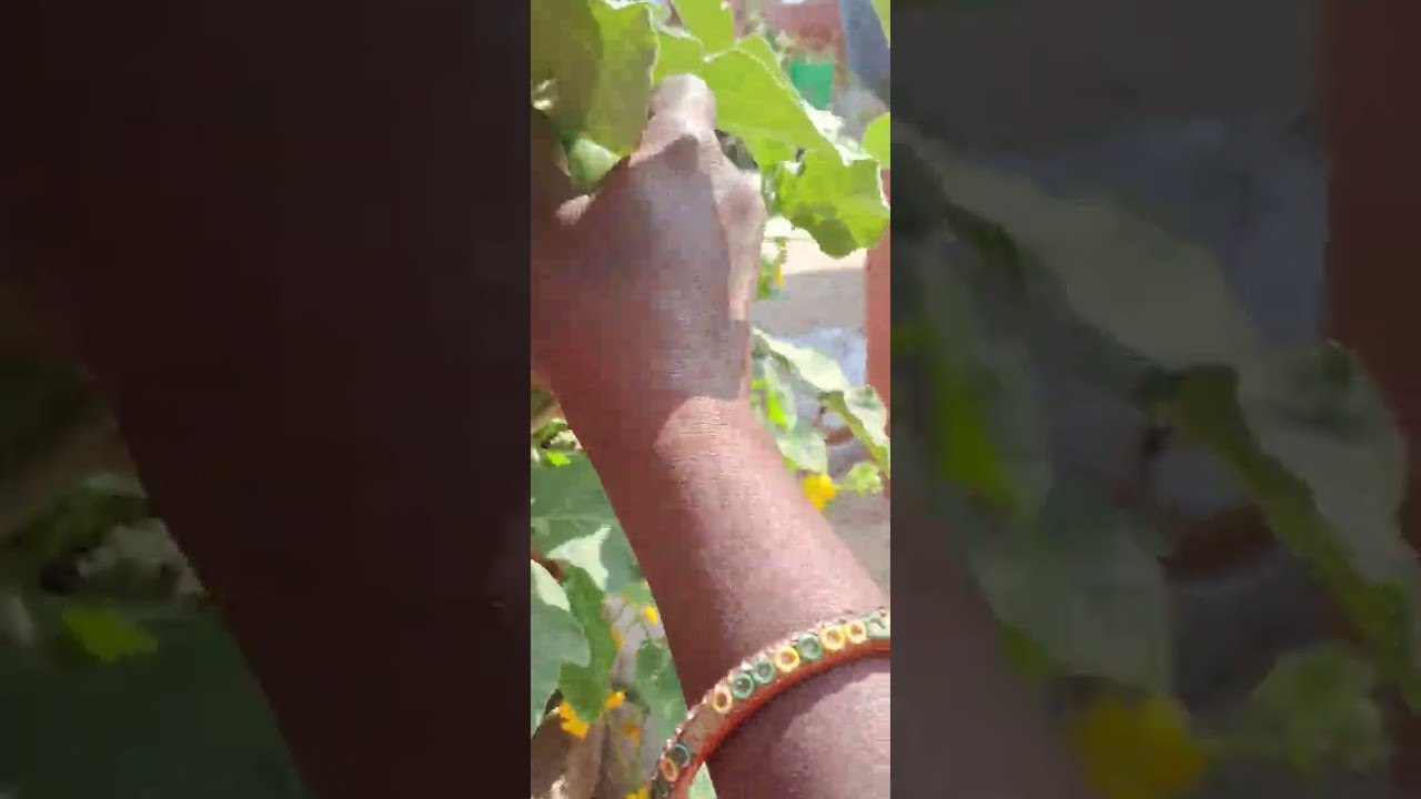 Big harvest of brinjal from my terrace
