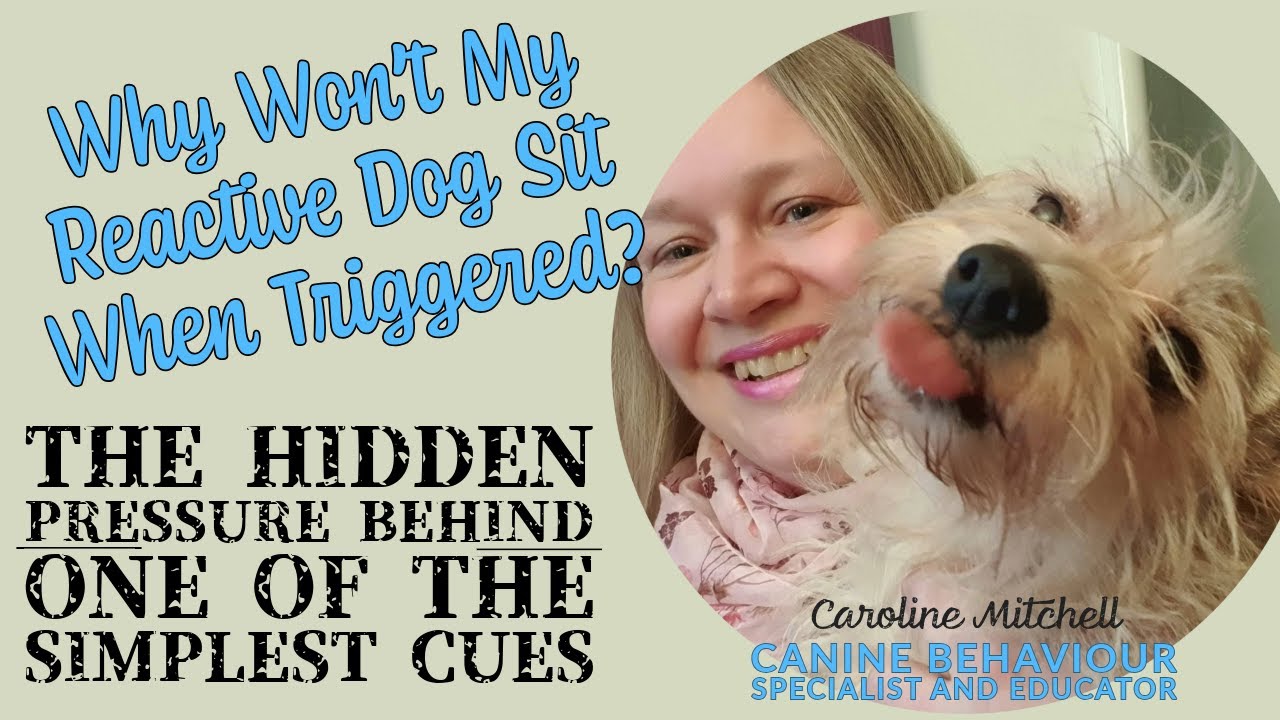 Why Won’t My Reactive Dog Sit When Triggered? The hidden pressure behind one of the simplest cues