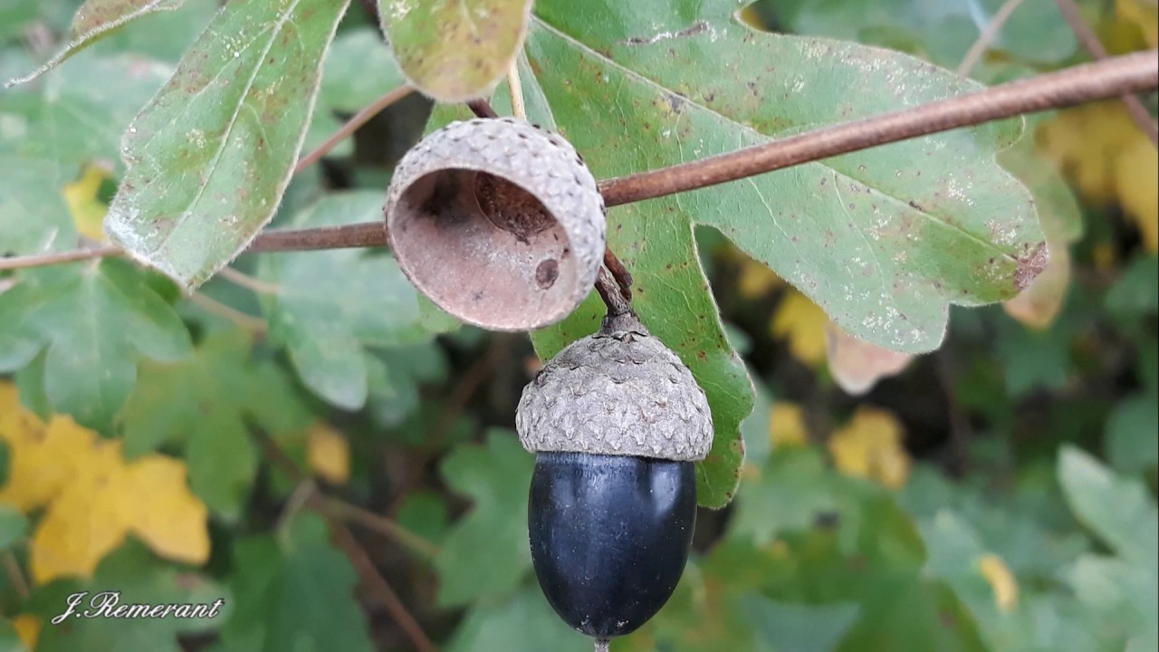 Feuillages d'automne & champignons année 2019