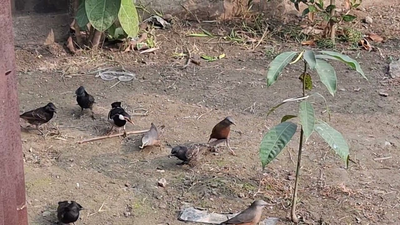 পাখিগুলো খাওয়ার জন্য হাজির হয়ে গেছে