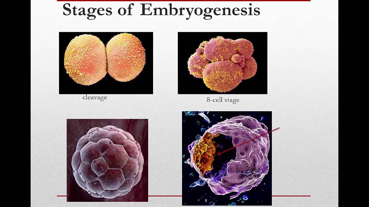 How to Detect and Isolate Stem Cells