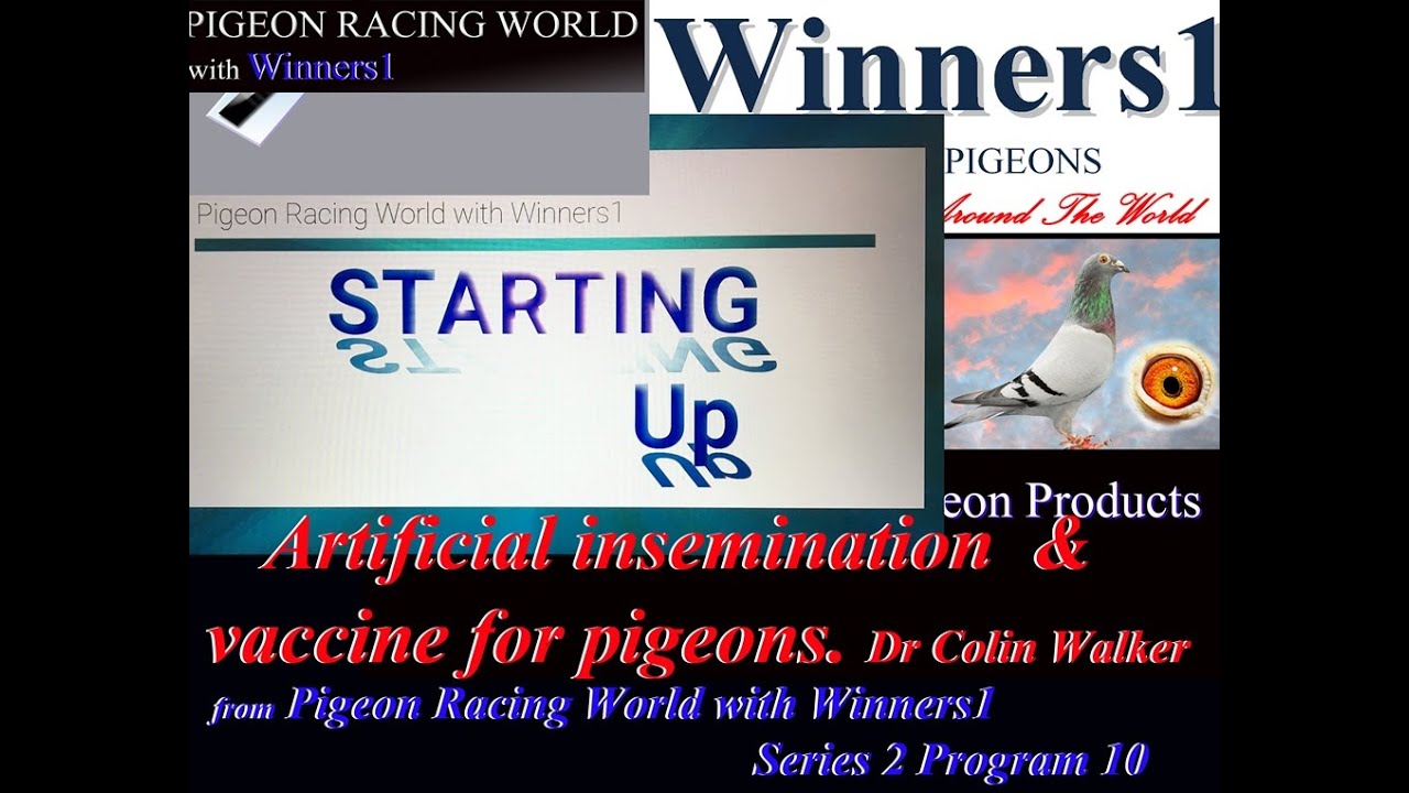 Artificial insemination  & vaccine for pigeons. Dr Colin Walker  Series 2 Program 10