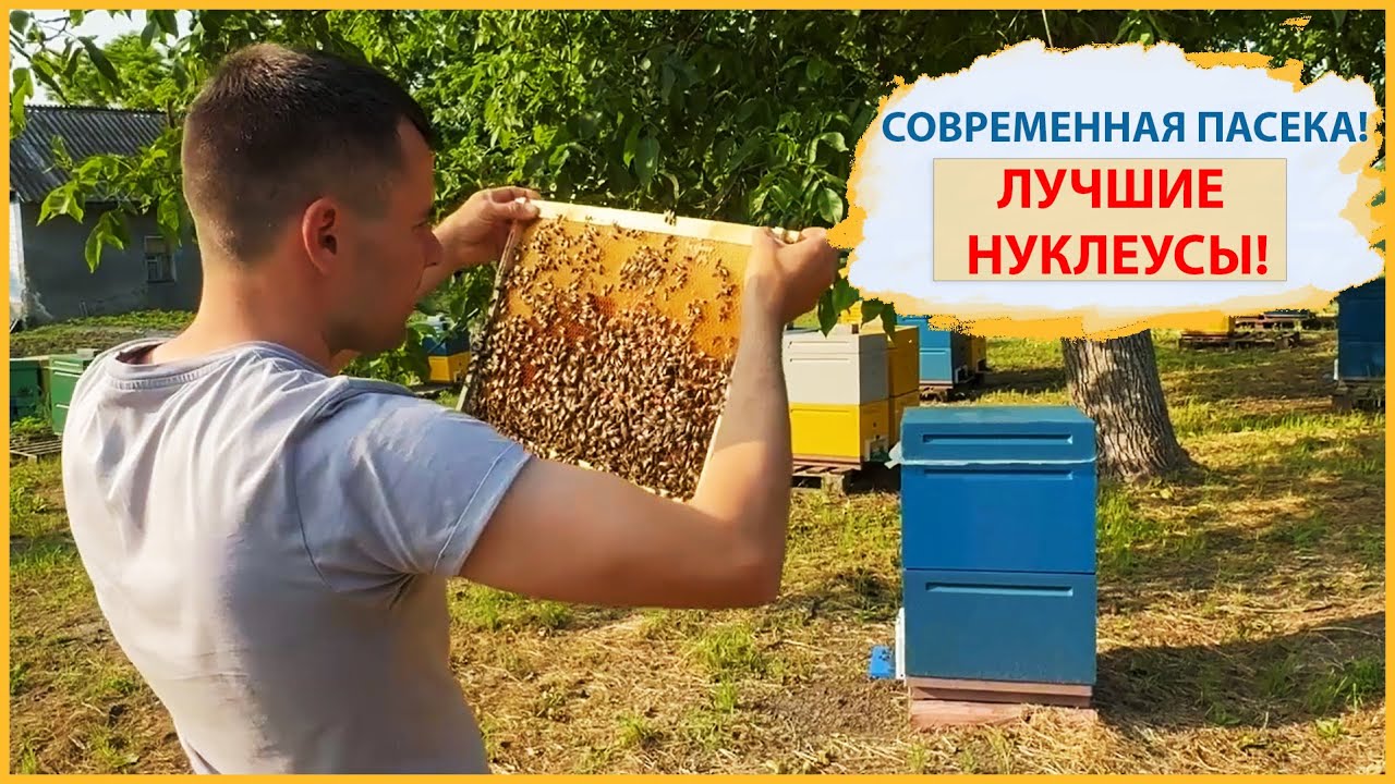 Вениамин Беглец — лучшие нуклеусы, пчеловодство как стиль жизни
