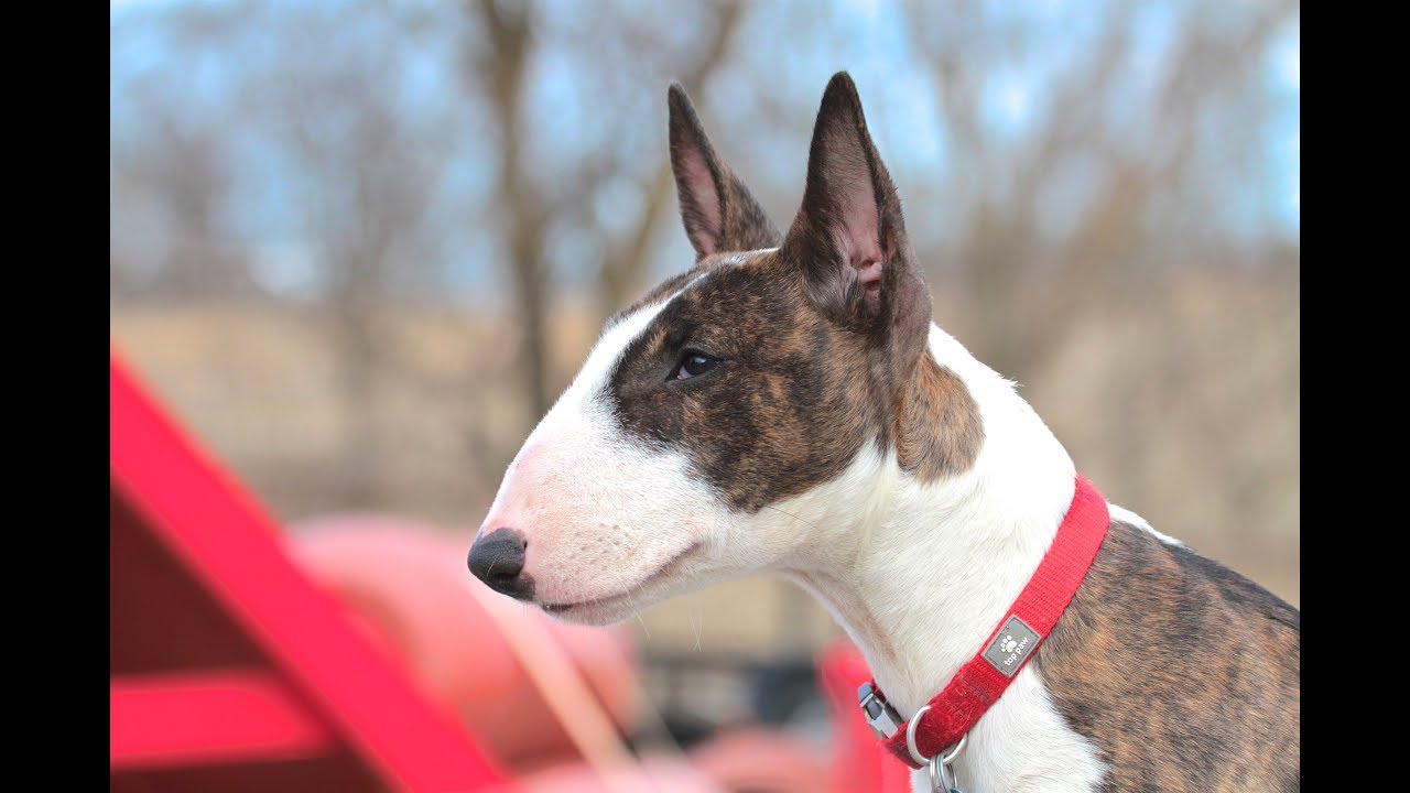 Bull Terrier Puppy - Training session using very simple equipment