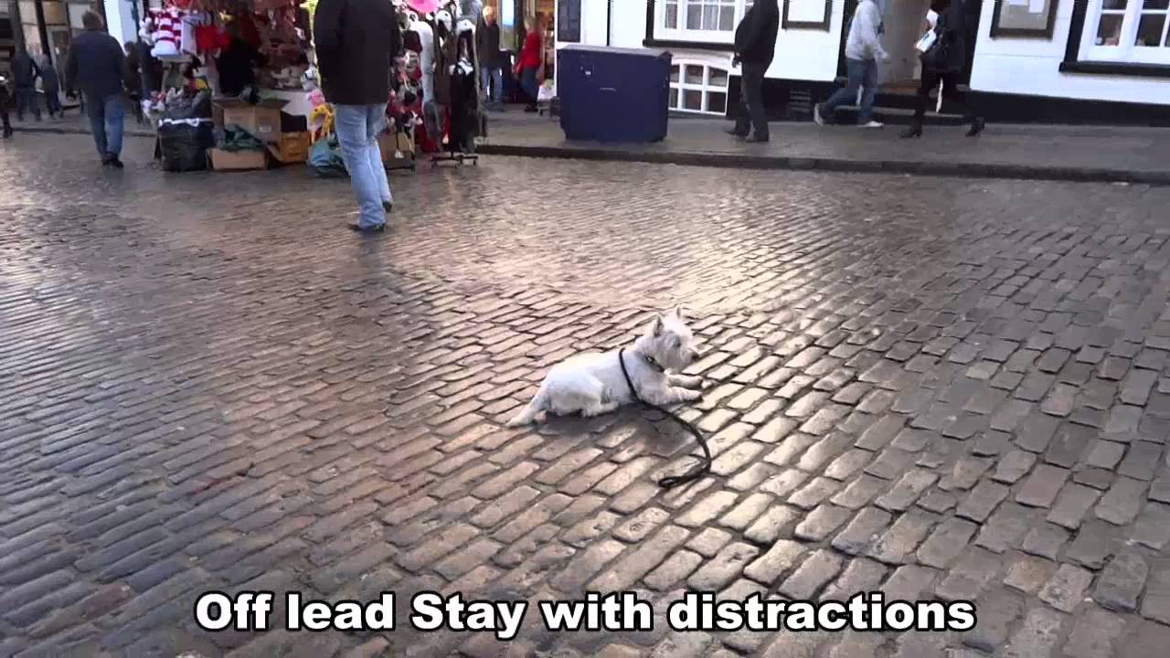 Ned - 5 month old Westie - 14 day Dog Boot Camp with Adolescent Dogs UK