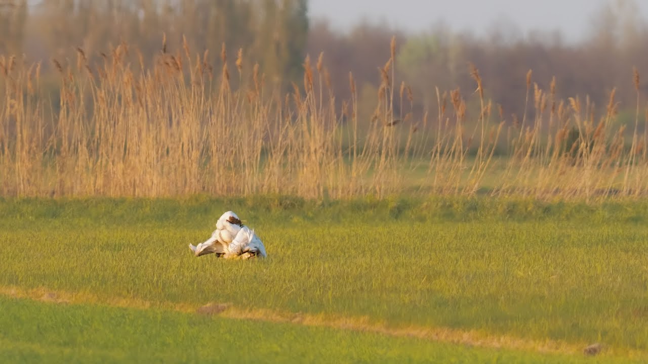 Bei den Großtrappen am Neusiedler See