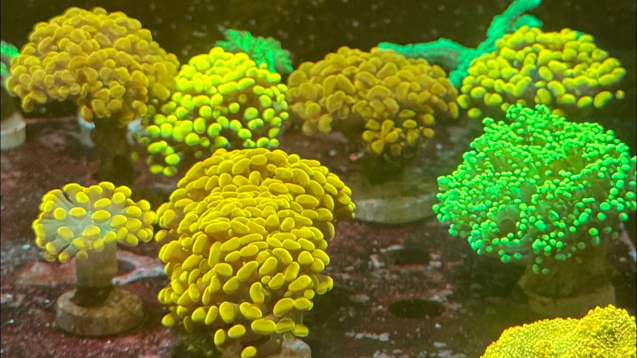 Low nutrients in Garage coral Farm!! 🤔