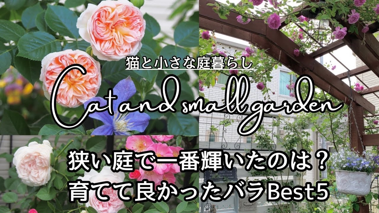 本当に育てて良かった薔薇ランキングBest5 /2025春・薔薇の振り返り🌹／癌種バラ／ガーデンvlog 