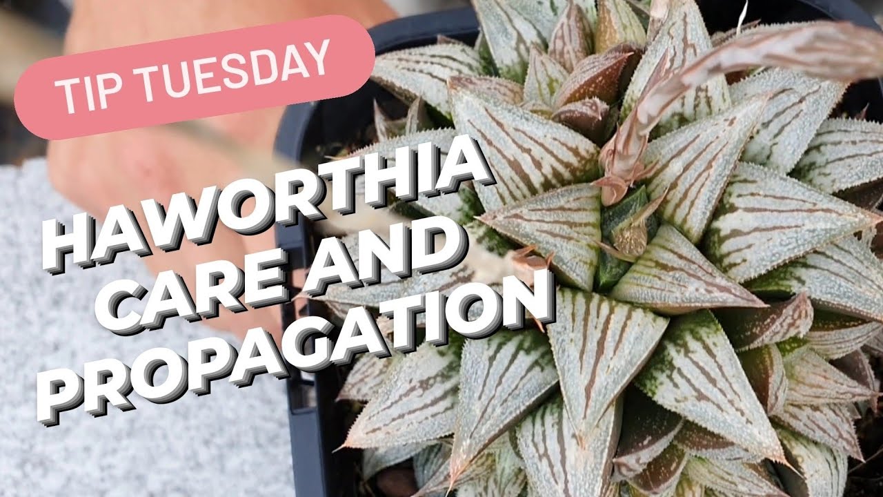 HAWORTHIA CARE & PROPAGATION
