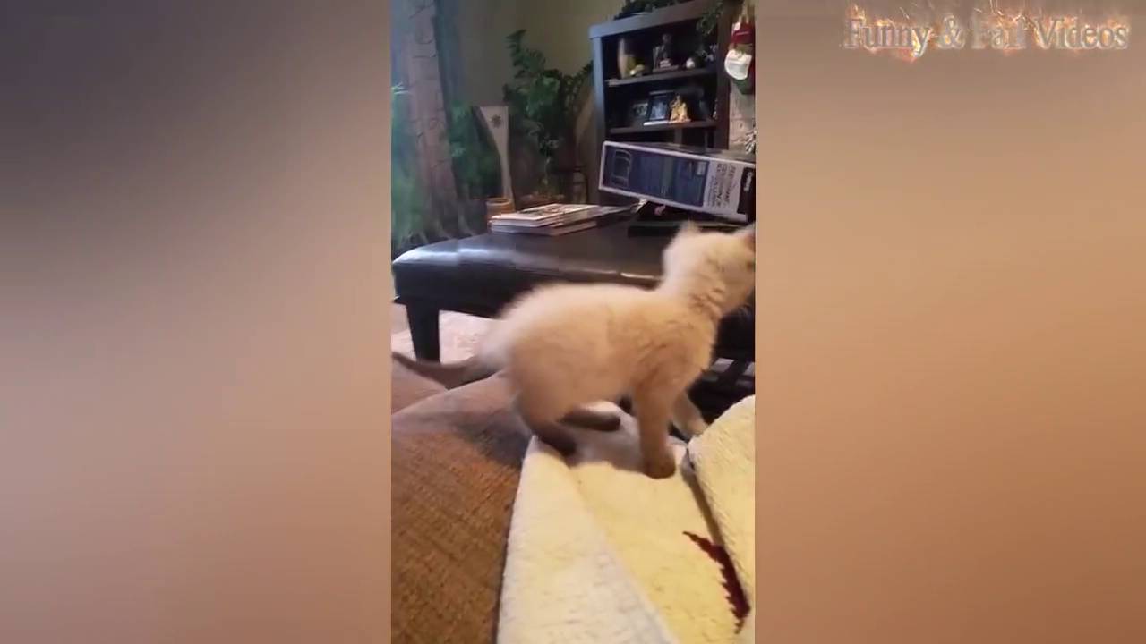 Animal Fails of the Week 3 March 2016   Animal Fail Videos   Animal Fails Compilation 2016
