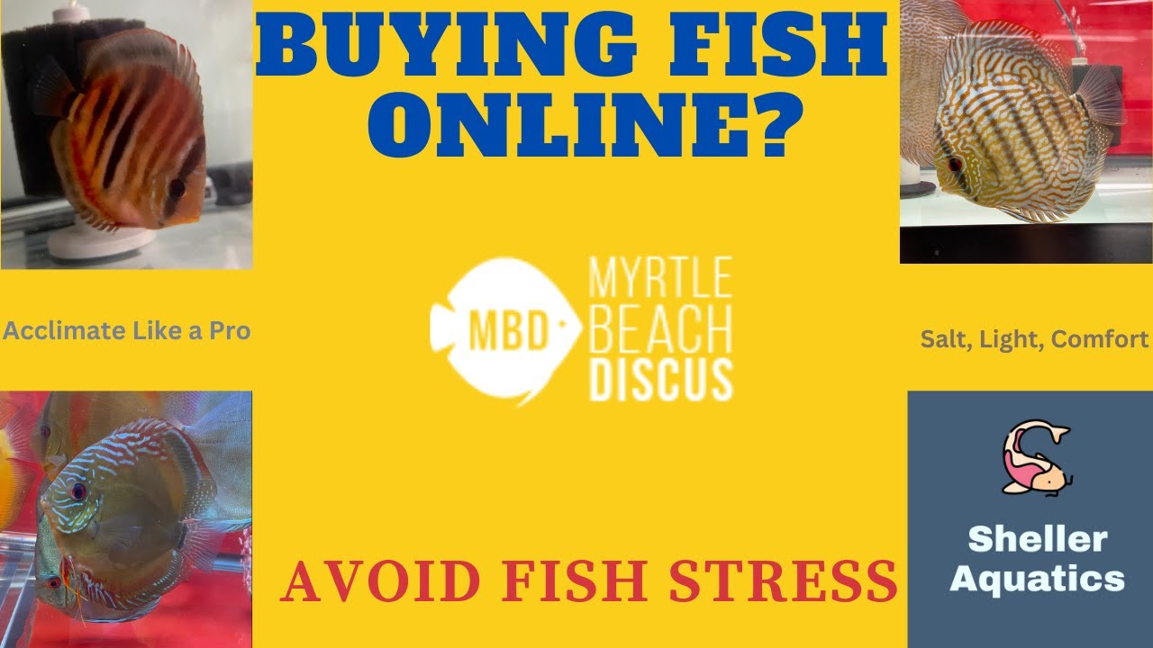 How to buy Discus Fish Online -  Buying & Acclimation Tips for Success