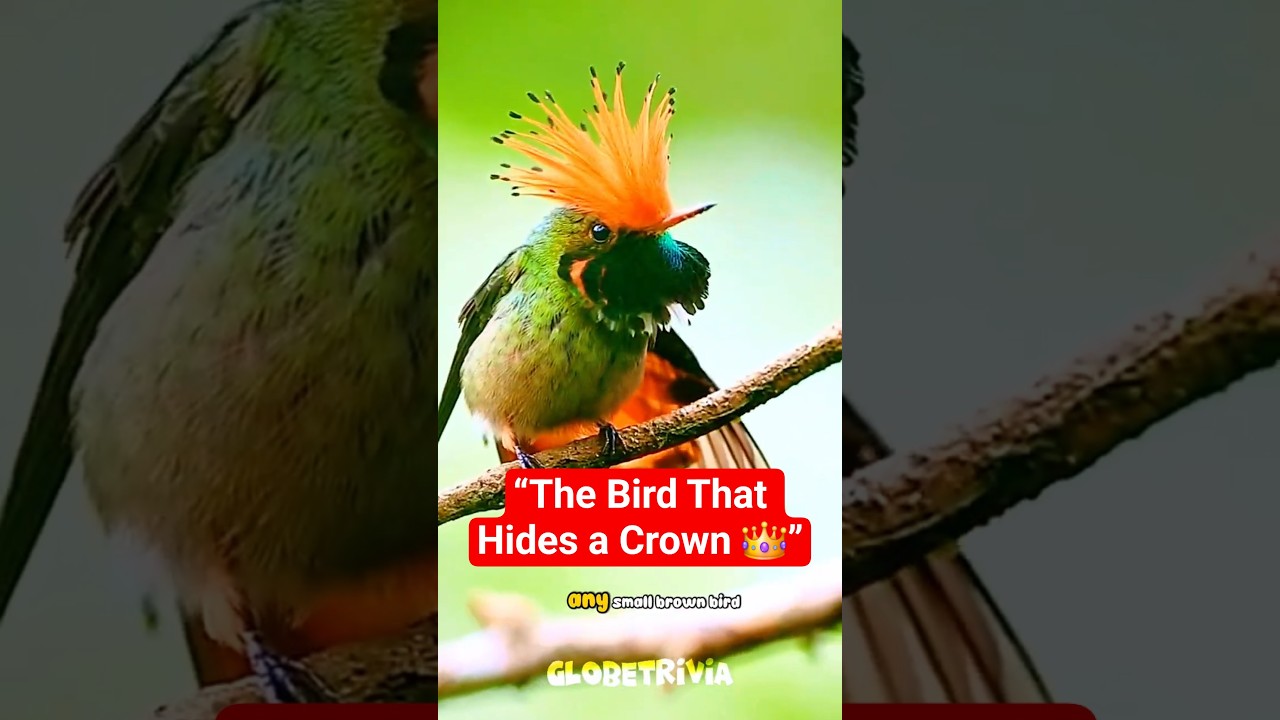The Royal Flycatcher — Nature’s Hidden Crown 