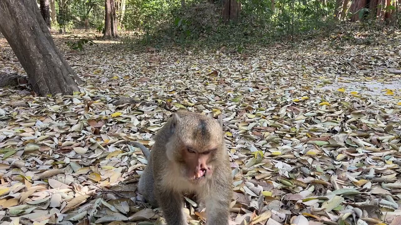 Wild monkeys eat food